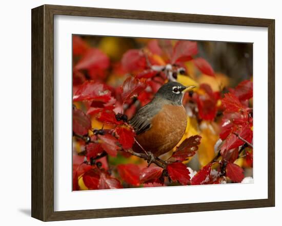 American Robin in Black Hawthorn, Grand Teton National Park, Wyoming, USA-Rolf Nussbaumer-Framed Photographic Print