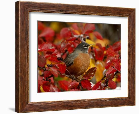 American Robin in Black Hawthorn, Grand Teton National Park, Wyoming, USA-Rolf Nussbaumer-Framed Photographic Print