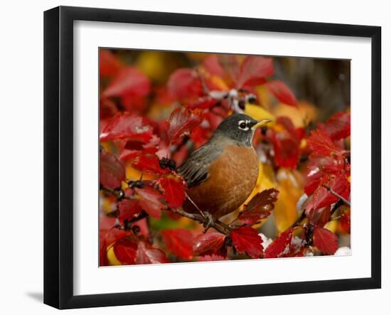 American Robin in Black Hawthorn, Grand Teton National Park, Wyoming, USA-Rolf Nussbaumer-Framed Photographic Print