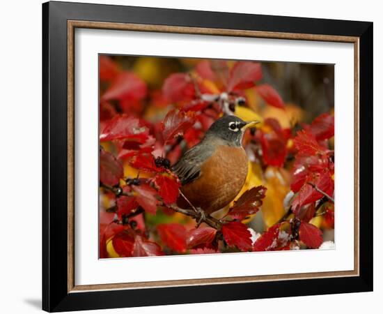 American Robin in Black Hawthorn, Grand Teton National Park, Wyoming, USA-Rolf Nussbaumer-Framed Photographic Print