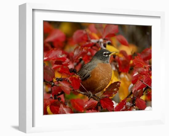 American Robin in Black Hawthorn, Grand Teton National Park, Wyoming, USA-Rolf Nussbaumer-Framed Photographic Print