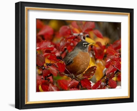 American Robin in Black Hawthorn, Grand Teton National Park, Wyoming, USA-Rolf Nussbaumer-Framed Photographic Print