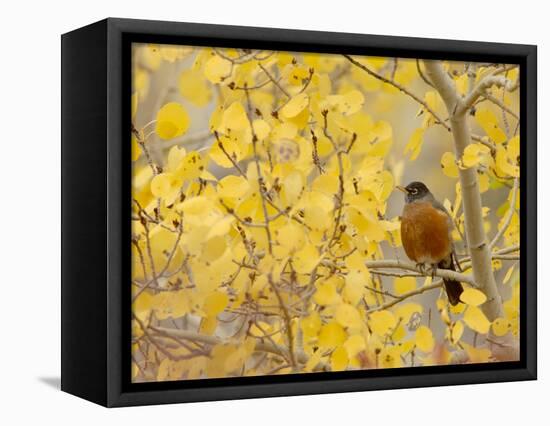 American Robin, Male in Aspen Tree, Grand Teton National Park, Wyoming, USA-Rolf Nussbaumer-Framed Premier Image Canvas