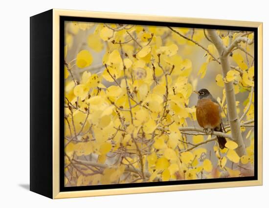 American Robin, Male in Aspen Tree, Grand Teton National Park, Wyoming, USA-Rolf Nussbaumer-Framed Premier Image Canvas