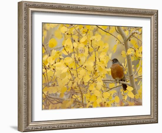 American Robin, Male in Aspen Tree, Grand Teton National Park, Wyoming, USA-Rolf Nussbaumer-Framed Photographic Print