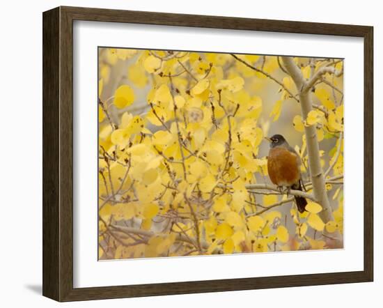 American Robin, Male in Aspen Tree, Grand Teton National Park, Wyoming, USA-Rolf Nussbaumer-Framed Photographic Print