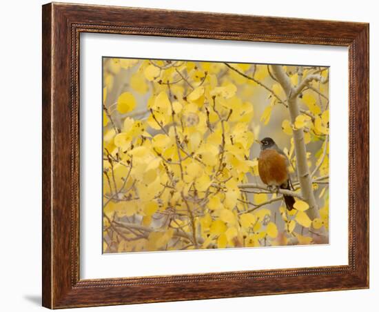 American Robin, Male in Aspen Tree, Grand Teton National Park, Wyoming, USA-Rolf Nussbaumer-Framed Photographic Print