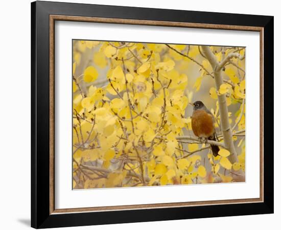 American Robin, Male in Aspen Tree, Grand Teton National Park, Wyoming, USA-Rolf Nussbaumer-Framed Photographic Print