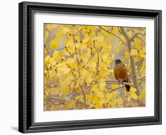 American Robin, Male in Aspen Tree, Grand Teton National Park, Wyoming, USA-Rolf Nussbaumer-Framed Photographic Print