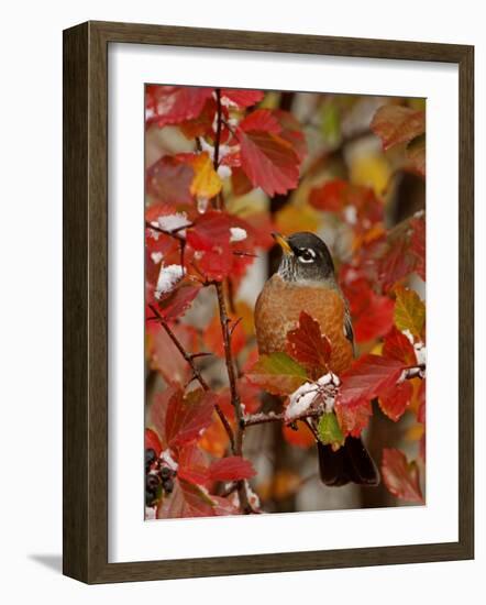 American Robin, Male in Black Hawthorn, Grand Teton National Park, Wyoming, USA-Rolf Nussbaumer-Framed Photographic Print