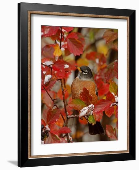 American Robin, Male in Black Hawthorn, Grand Teton National Park, Wyoming, USA-Rolf Nussbaumer-Framed Photographic Print