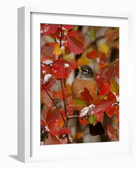 American Robin, Male in Black Hawthorn, Grand Teton National Park, Wyoming, USA-Rolf Nussbaumer-Framed Photographic Print