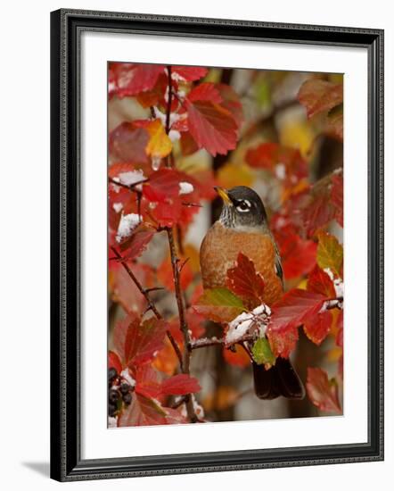 American Robin, Male in Black Hawthorn, Grand Teton National Park, Wyoming, USA-Rolf Nussbaumer-Framed Photographic Print