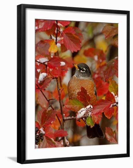 American Robin, Male in Black Hawthorn, Grand Teton National Park, Wyoming, USA-Rolf Nussbaumer-Framed Photographic Print