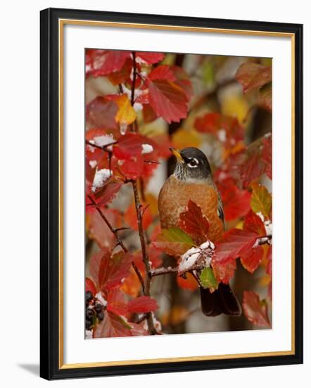 American Robin, Male in Black Hawthorn, Grand Teton National Park, Wyoming, USA-Rolf Nussbaumer-Framed Photographic Print