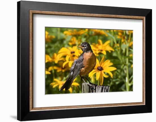 American Robin on Fence Post in Garden, Marion, Illinois, Usa-Richard ans Susan Day-Framed Photographic Print