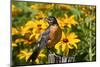 American Robin on Fence Post in Garden, Marion, Illinois, Usa-Richard ans Susan Day-Mounted Photographic Print