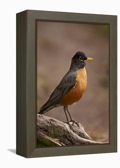 American Robin (Turdus Migratorius), Yellowstone National Park, Wyoming, United States of America-James Hager-Framed Premier Image Canvas