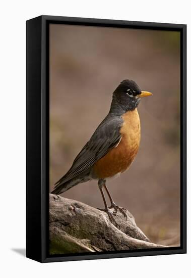 American Robin (Turdus Migratorius), Yellowstone National Park, Wyoming, United States of America-James Hager-Framed Premier Image Canvas