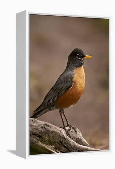American Robin (Turdus Migratorius), Yellowstone National Park, Wyoming, United States of America-James Hager-Framed Premier Image Canvas