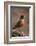 American Robin (Turdus Migratorius), Yellowstone National Park, Wyoming, United States of America-James Hager-Framed Photographic Print