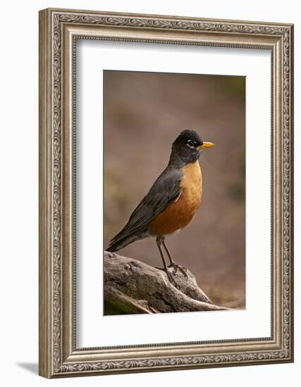 American Robin (Turdus Migratorius), Yellowstone National Park, Wyoming, United States of America-James Hager-Framed Photographic Print