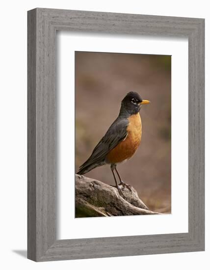 American Robin (Turdus Migratorius), Yellowstone National Park, Wyoming, United States of America-James Hager-Framed Photographic Print