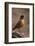 American Robin (Turdus Migratorius), Yellowstone National Park, Wyoming, United States of America-James Hager-Framed Photographic Print