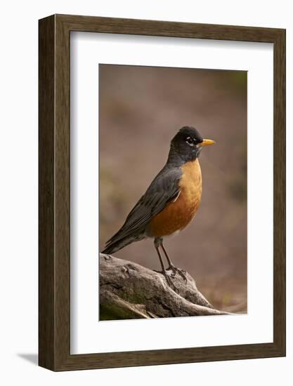 American Robin (Turdus Migratorius), Yellowstone National Park, Wyoming, United States of America-James Hager-Framed Photographic Print