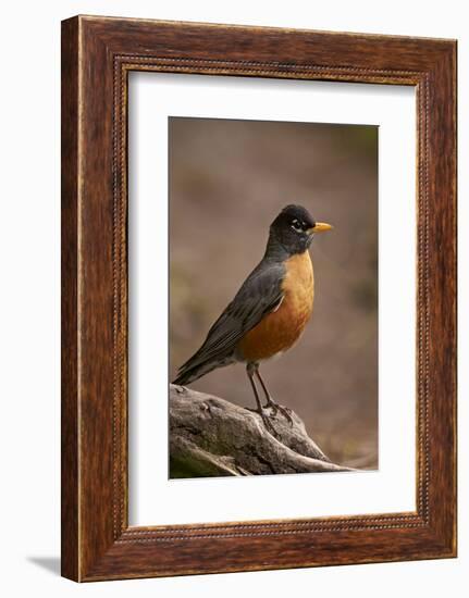 American Robin (Turdus Migratorius), Yellowstone National Park, Wyoming, United States of America-James Hager-Framed Photographic Print