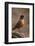 American Robin (Turdus Migratorius), Yellowstone National Park, Wyoming, United States of America-James Hager-Framed Photographic Print