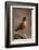 American Robin (Turdus Migratorius), Yellowstone National Park, Wyoming, United States of America-James Hager-Framed Photographic Print