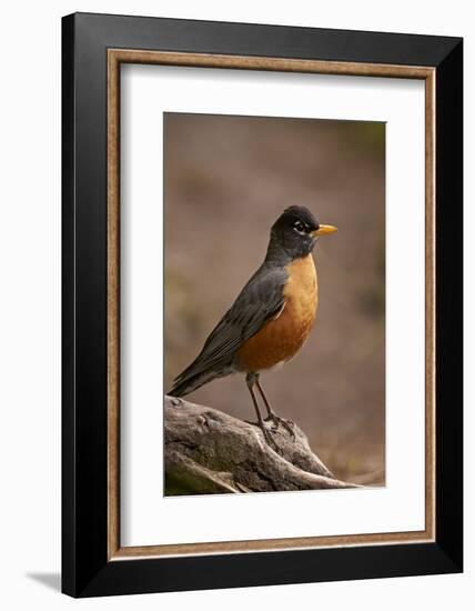 American Robin (Turdus Migratorius), Yellowstone National Park, Wyoming, United States of America-James Hager-Framed Photographic Print