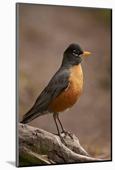 American Robin (Turdus Migratorius), Yellowstone National Park, Wyoming, United States of America-James Hager-Mounted Photographic Print