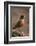 American Robin (Turdus Migratorius), Yellowstone National Park, Wyoming, United States of America-James Hager-Framed Photographic Print