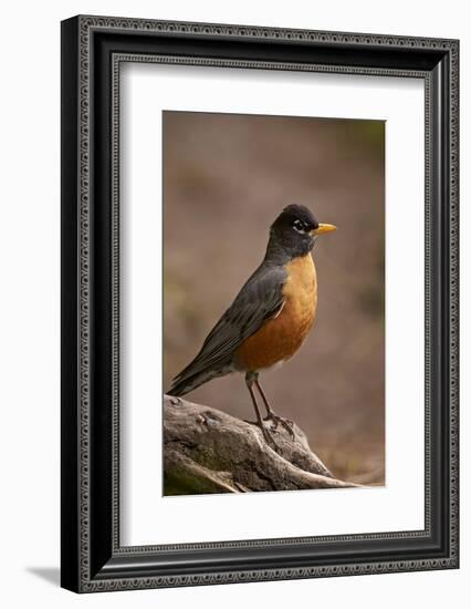 American Robin (Turdus Migratorius), Yellowstone National Park, Wyoming, United States of America-James Hager-Framed Photographic Print