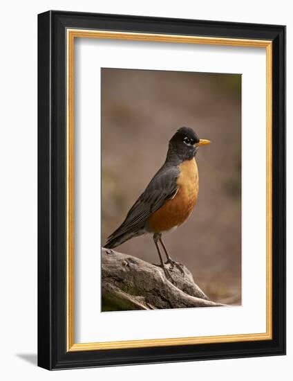 American Robin (Turdus Migratorius), Yellowstone National Park, Wyoming, United States of America-James Hager-Framed Photographic Print