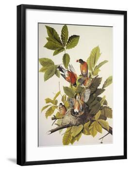 American Robin-John James Audubon-Framed Art Print