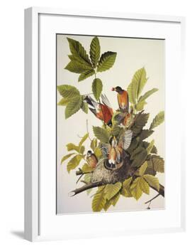American Robin-John James Audubon-Framed Art Print
