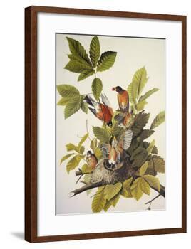 American Robin-John James Audubon-Framed Art Print