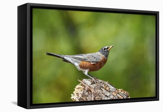 American Robin-Gary Carter-Framed Premier Image Canvas