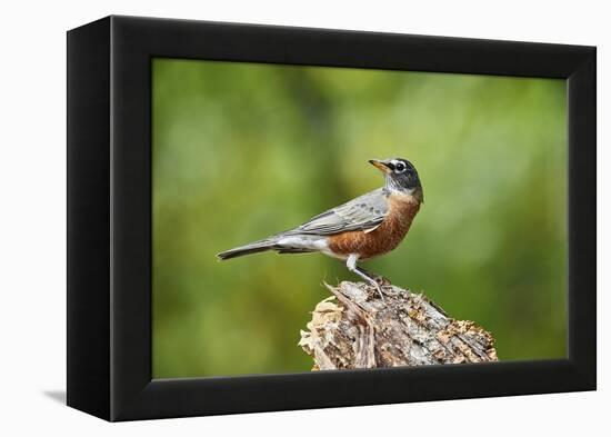 American Robin-Gary Carter-Framed Premier Image Canvas