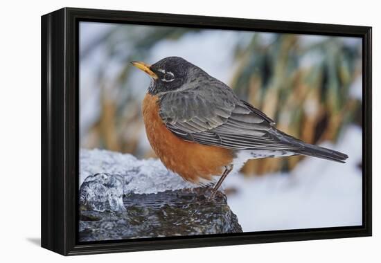 American Robin-Gary Carter-Framed Premier Image Canvas