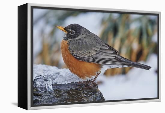 American Robin-Gary Carter-Framed Premier Image Canvas