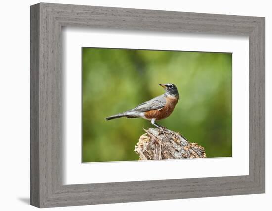 American Robin-Gary Carter-Framed Photographic Print