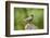 American Robin-Gary Carter-Framed Photographic Print