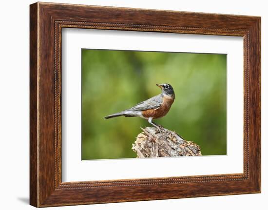 American Robin-Gary Carter-Framed Photographic Print