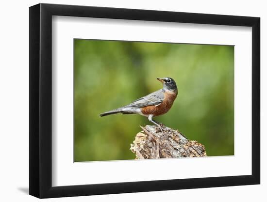 American Robin-Gary Carter-Framed Photographic Print