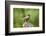 American Robin-Gary Carter-Framed Photographic Print