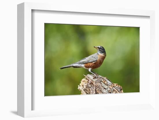 American Robin-Gary Carter-Framed Photographic Print